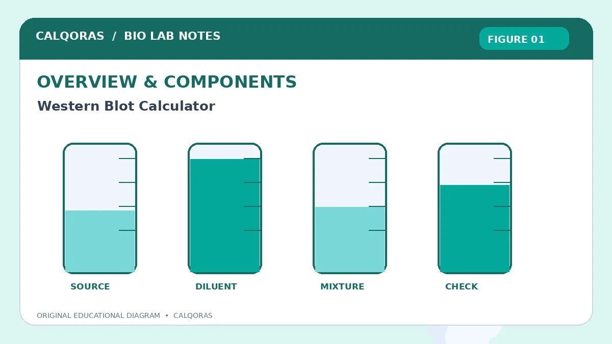 Western Blot Calculator – Calculate Sample Loading Instantly